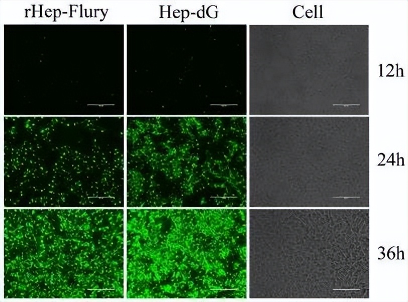 嵌合犬瘟热病毒Ｈ基因的重组狂犬病病毒的构建及免疫原性研究