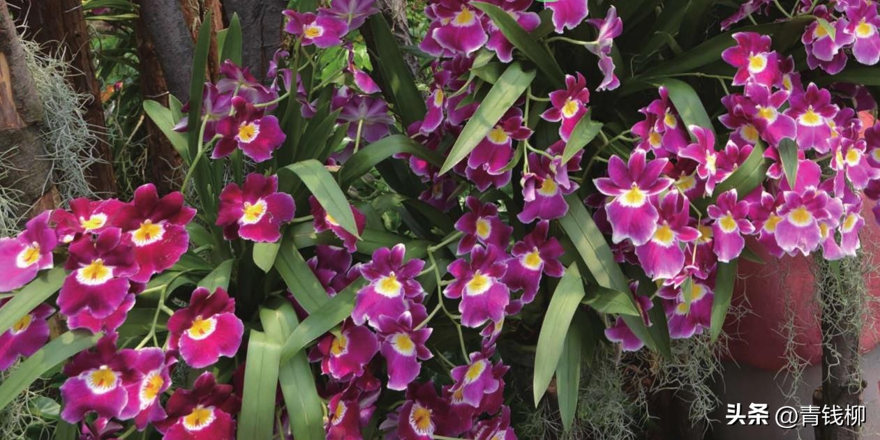 兰花的命名,兰花命名规则解释