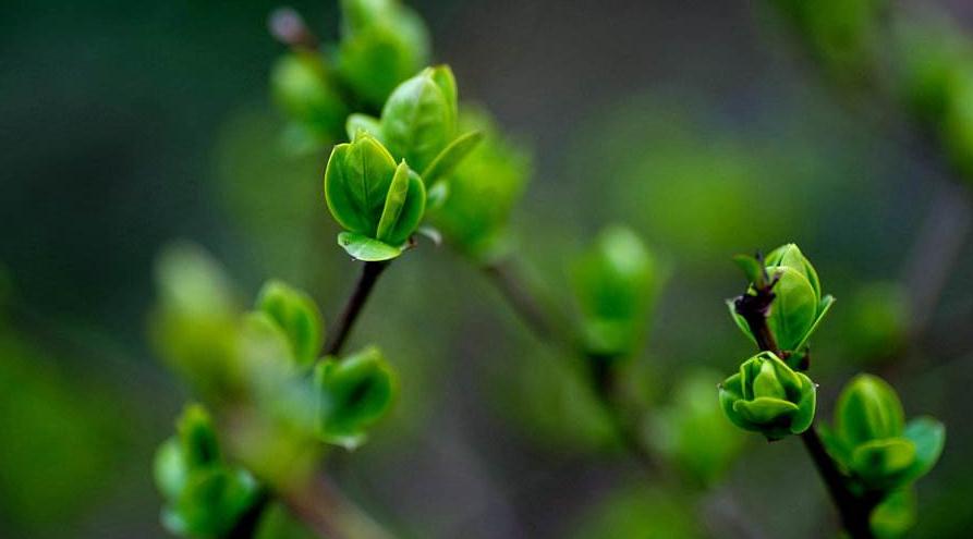 读10首春日诗词充满了希望和力量,最经典早春诗词