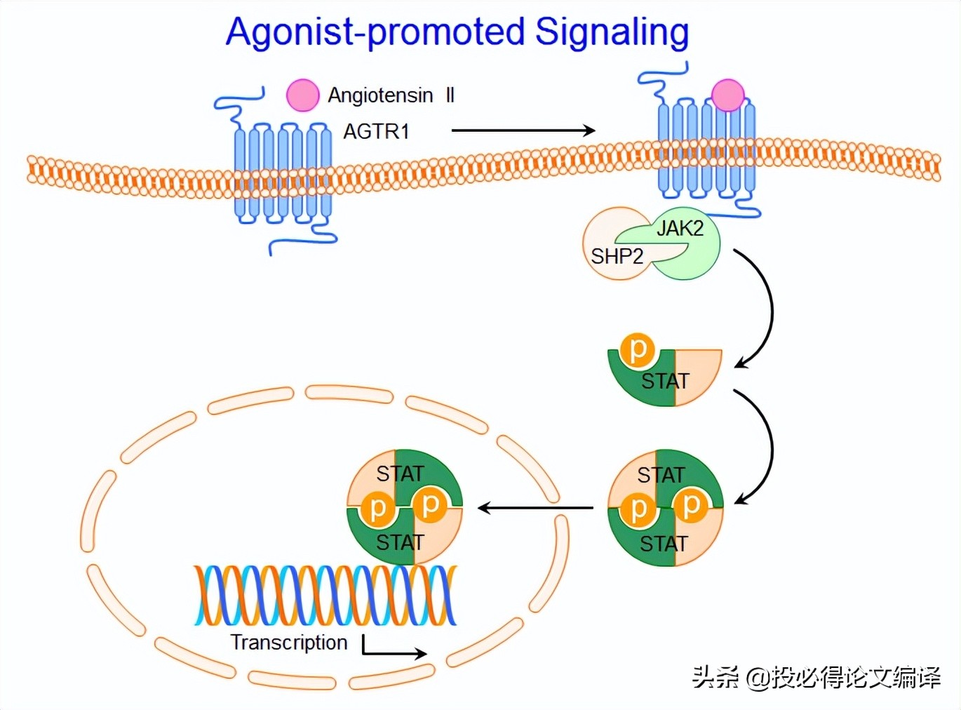 sci论文插图经典配色,sci中插图素材库