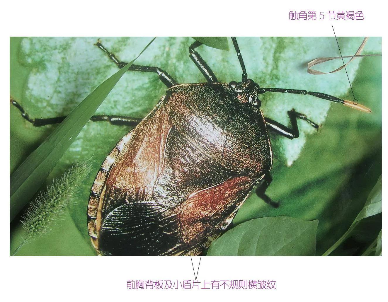 32种昆虫简介思维导图,32种食用植物