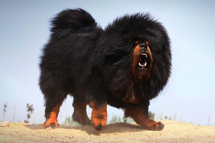 30种常见犬图片,40种常见名犬图片