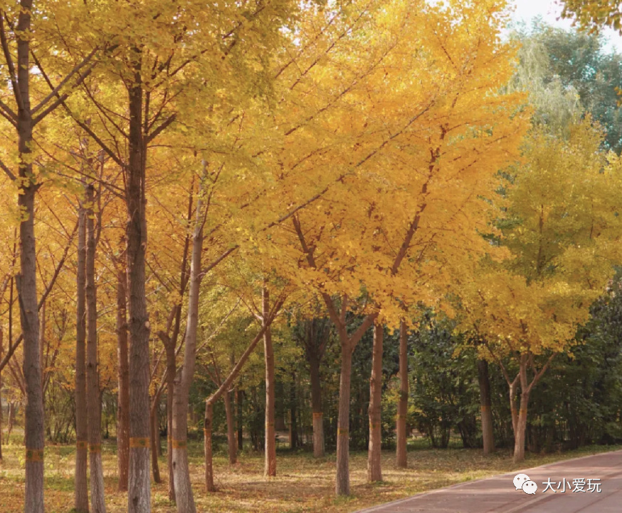 银杏最美的地方,金秋十月最美的银杏