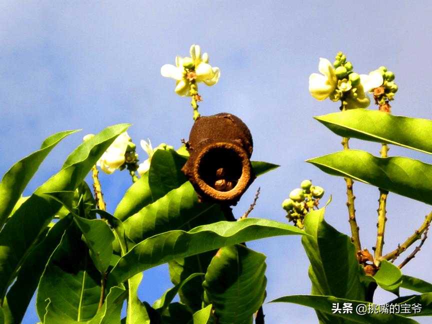 巴巴多斯中国人,巴巴多斯人在中国