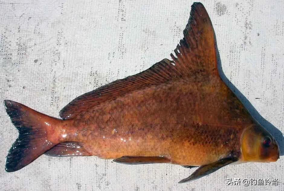 十年禁渔最大鱼多大,长江经过十年禁渔好鱼将会有多少