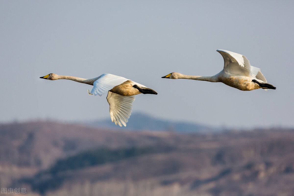 我愿我的头脑构造一如你在最恰当时候长满晶莹的甜梦