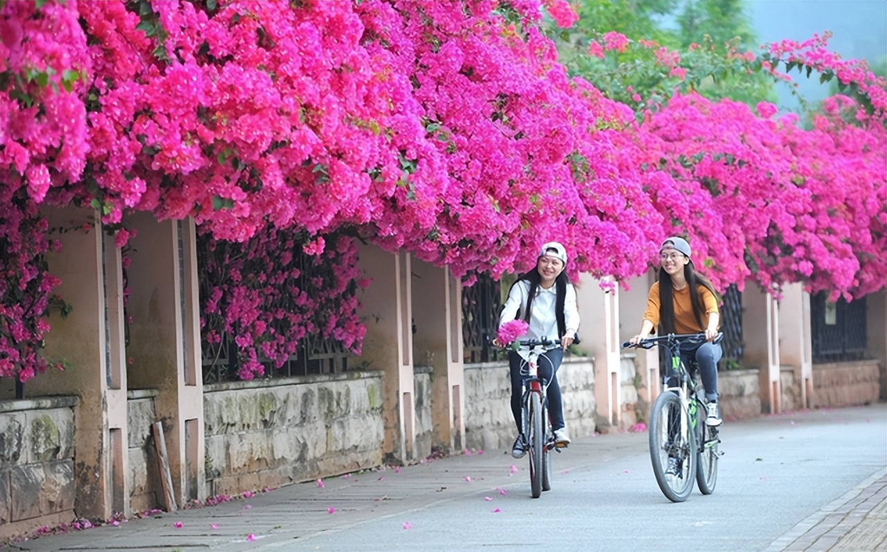 巴西紫三角梅开花后修剪,巴西三角梅盆栽花苗四季开