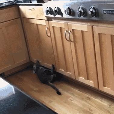 猫咪怎么看是女猫还是男猫,猫咪性别辨认