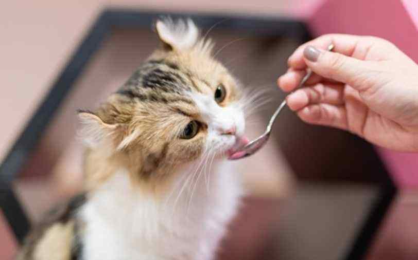 猫咪养久了，劝你别丢，这些后果你承受不了