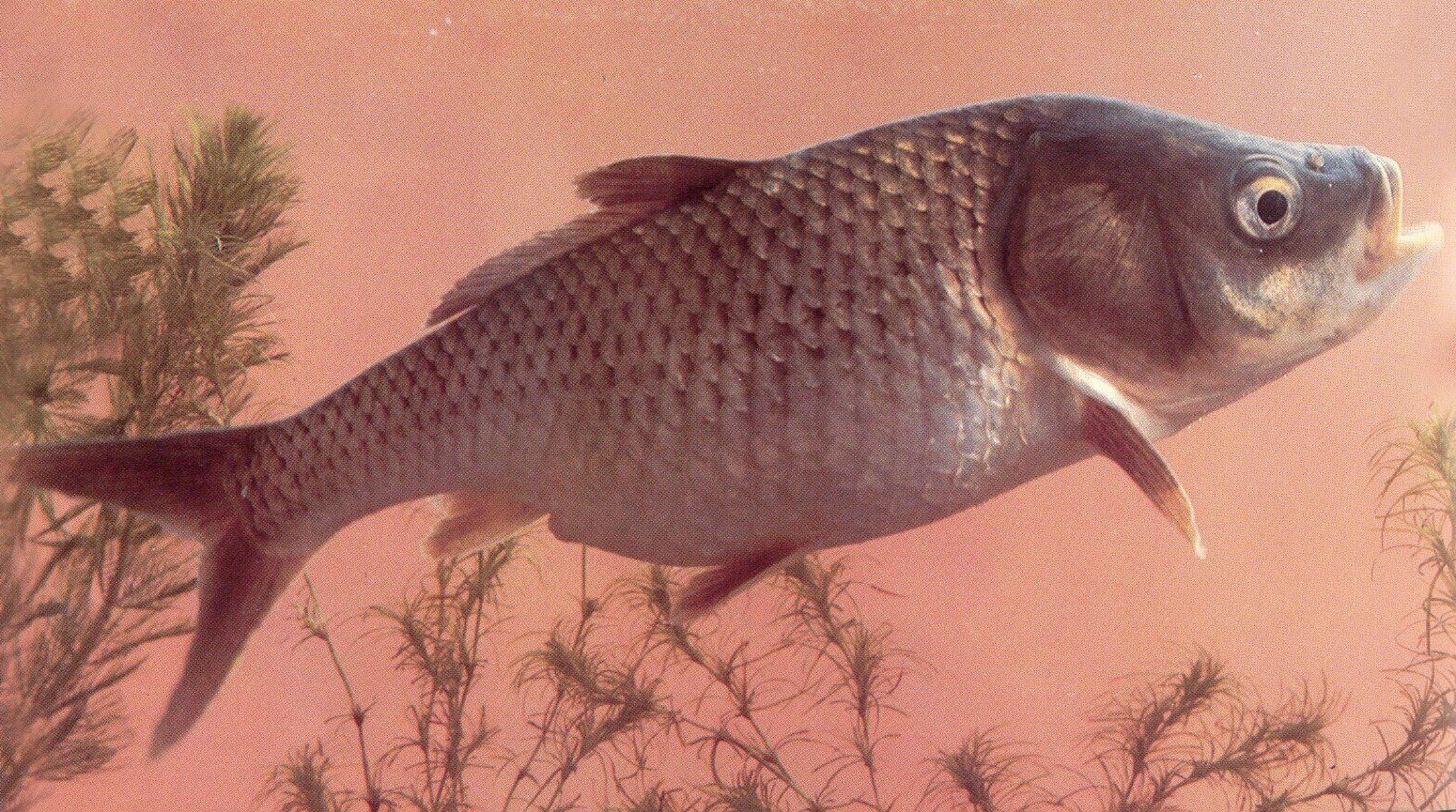 可以放心吃的几种野生鱼,野生鱼哪些地方不可以吃