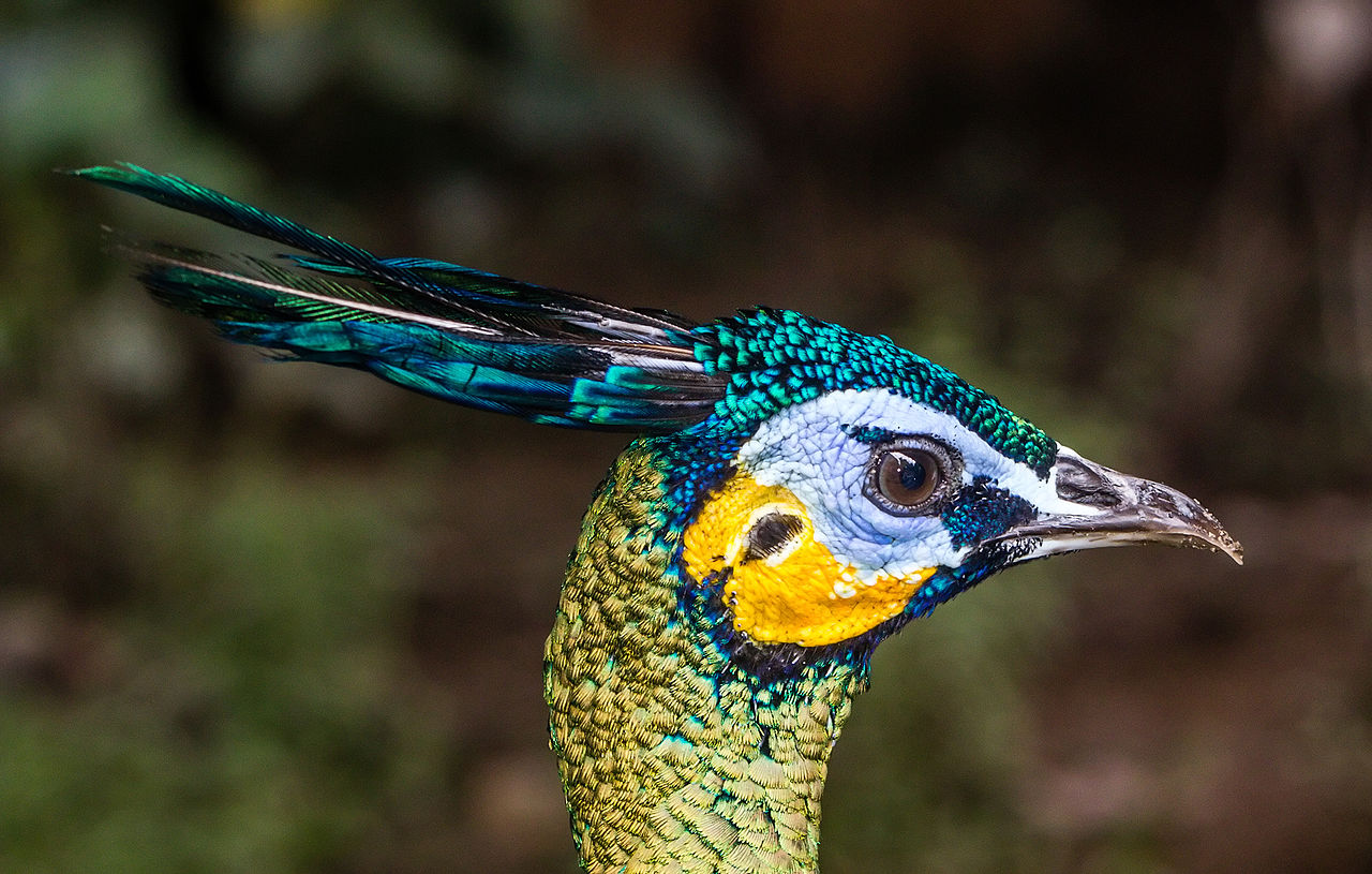 为什么蓝孔雀比绿孔雀多,蓝孔雀为什么受人爱