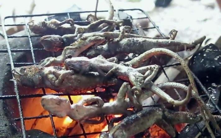 丛林探险美食大全,真正的丛林美食有哪些