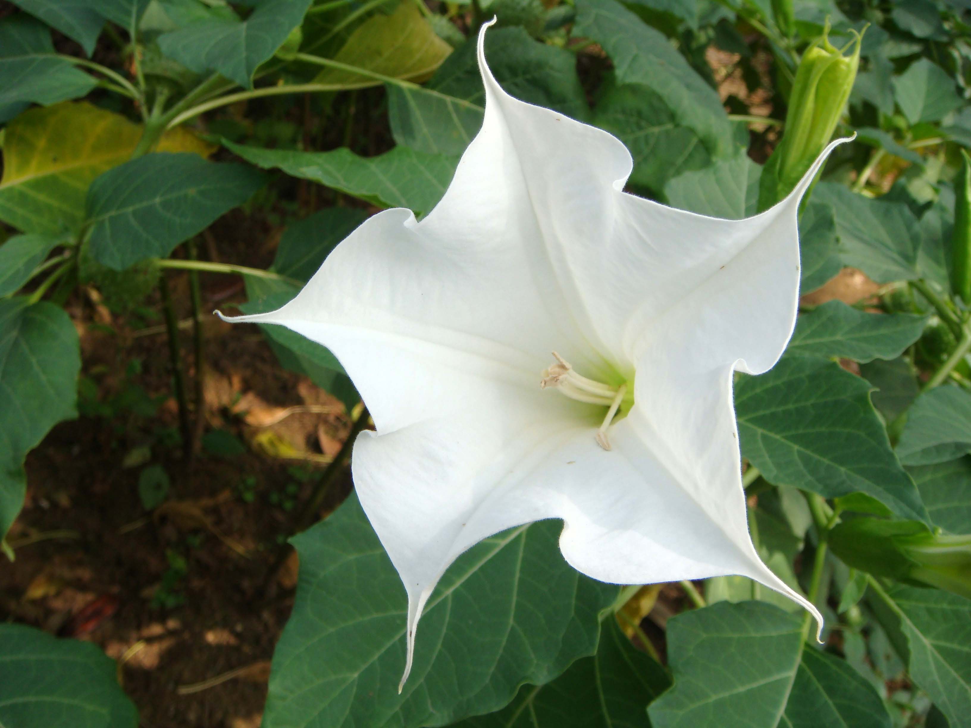 古诗经典爱情诗句精选100句,古诗100首唯美诗句