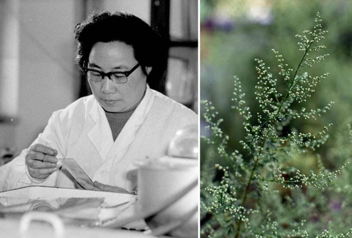 青蒿素抑制癌细胞的增长 (青蒿素16小时杀死癌细胞)