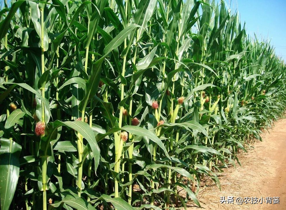 种玉米追几次肥什么时间追肥好,玉米追肥期追什么肥最好