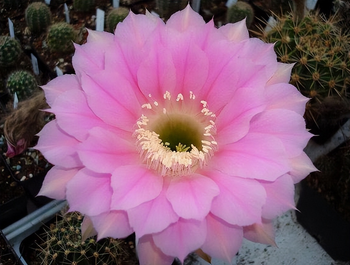 草球牡丹锦仙人球,大花彩草仙人球经典品种