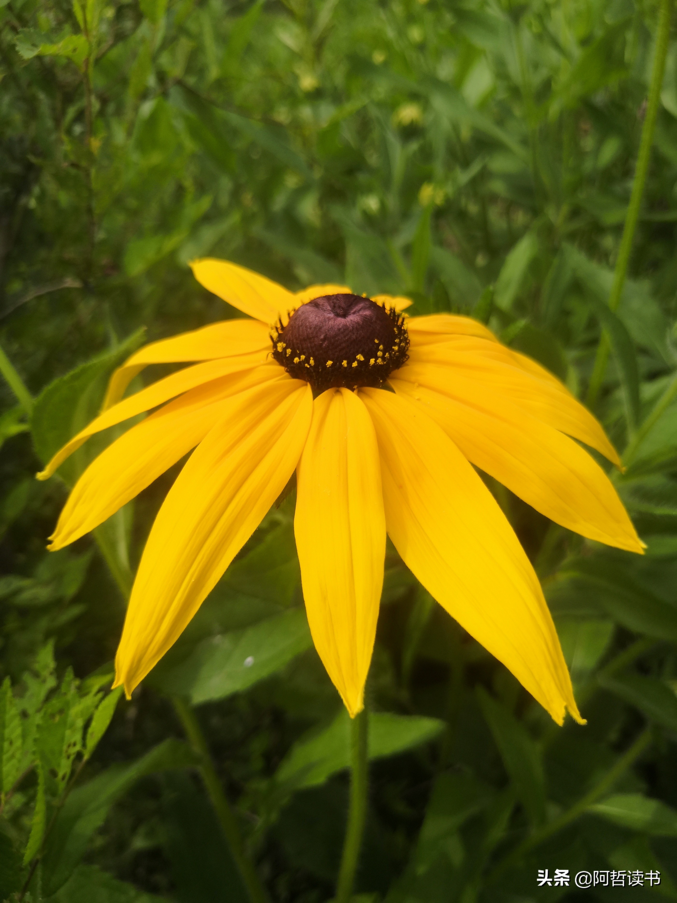 黑心金光菊:花名不雅,花姿灿烂,菊花里独特耀眼的一款