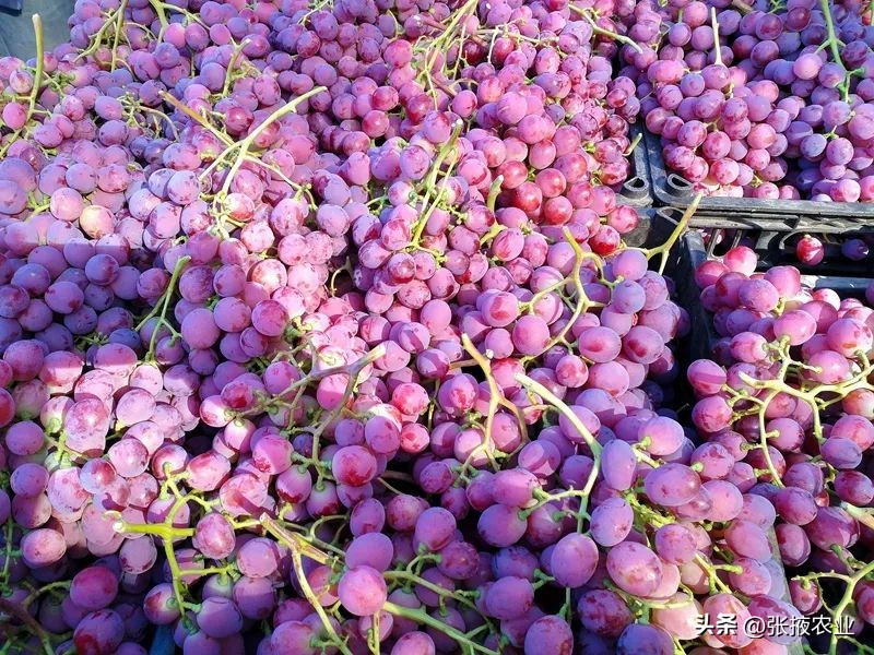 甘肃临泽甘味农产品,临泽创新农产品销售渠道