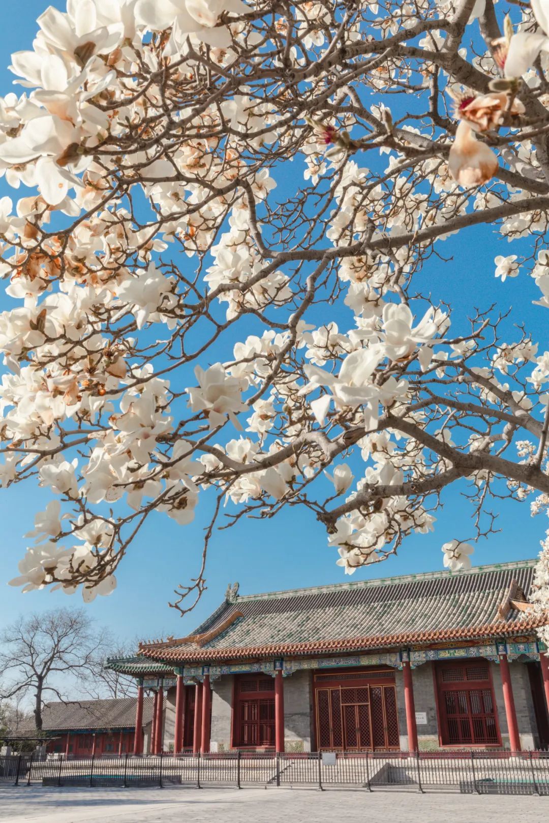 雍和宫北京最旺的古寺,不要再去人挤人的景点