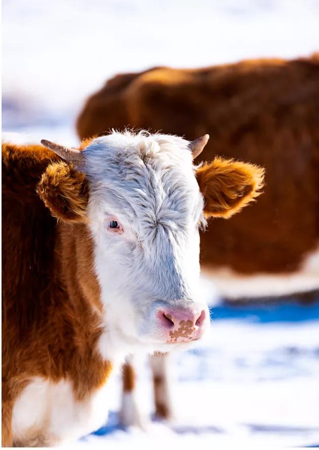 与虎有关的英文吉祥语,老虎虎年英语