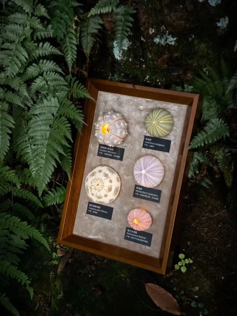 男生必备黑科技小玩意100元以内,黑科技小玩意男生100元以内