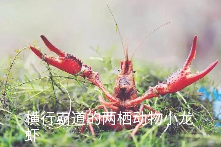 邵武美食活跳虾,邵武活跳虾