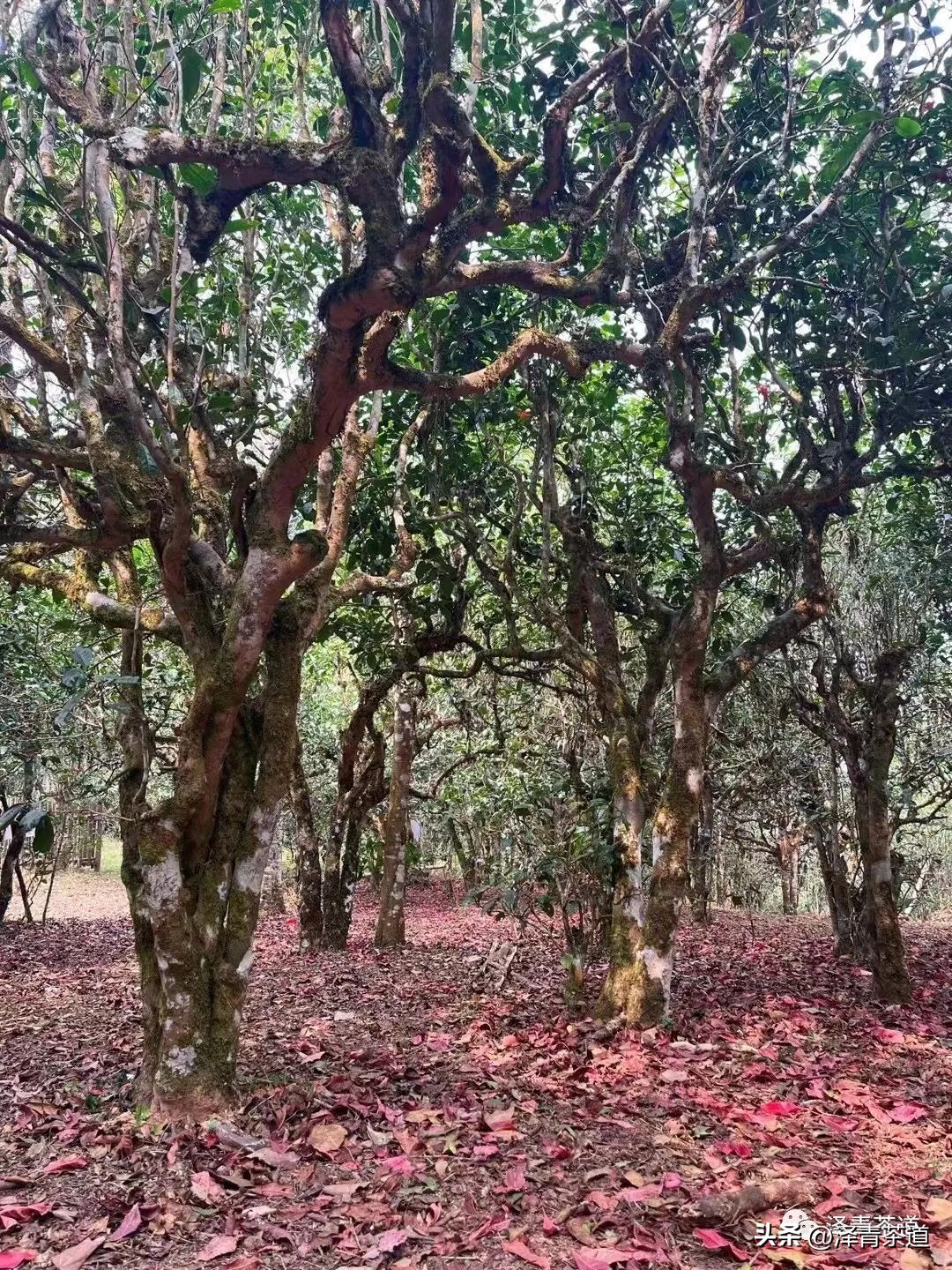 中国十大名茶都有哪些茶 (中国十大名茶是哪十大)