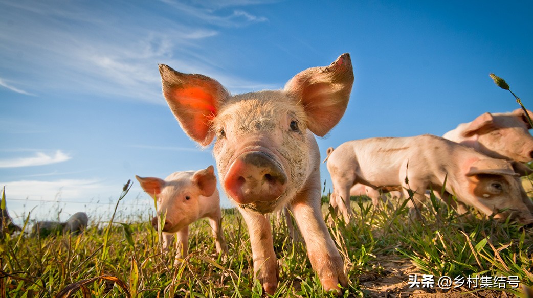 【推荐】日本馆森方舟牧场：让农业变成年轻人梦想的魅力产业