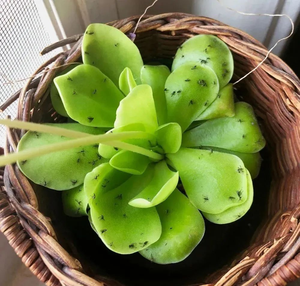 室内养花除虫小妙招,养花生虫最好的方法