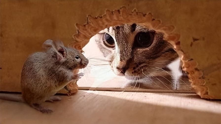 辽宁国家粮仓遭鼠患，员工训练流浪猫当兵入伍，厂内上演猫鼠大战