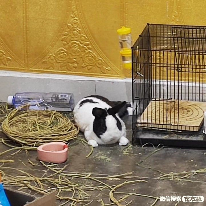 附近宠物店免费领养同城,猫狗领养平台免费赠送狗狗