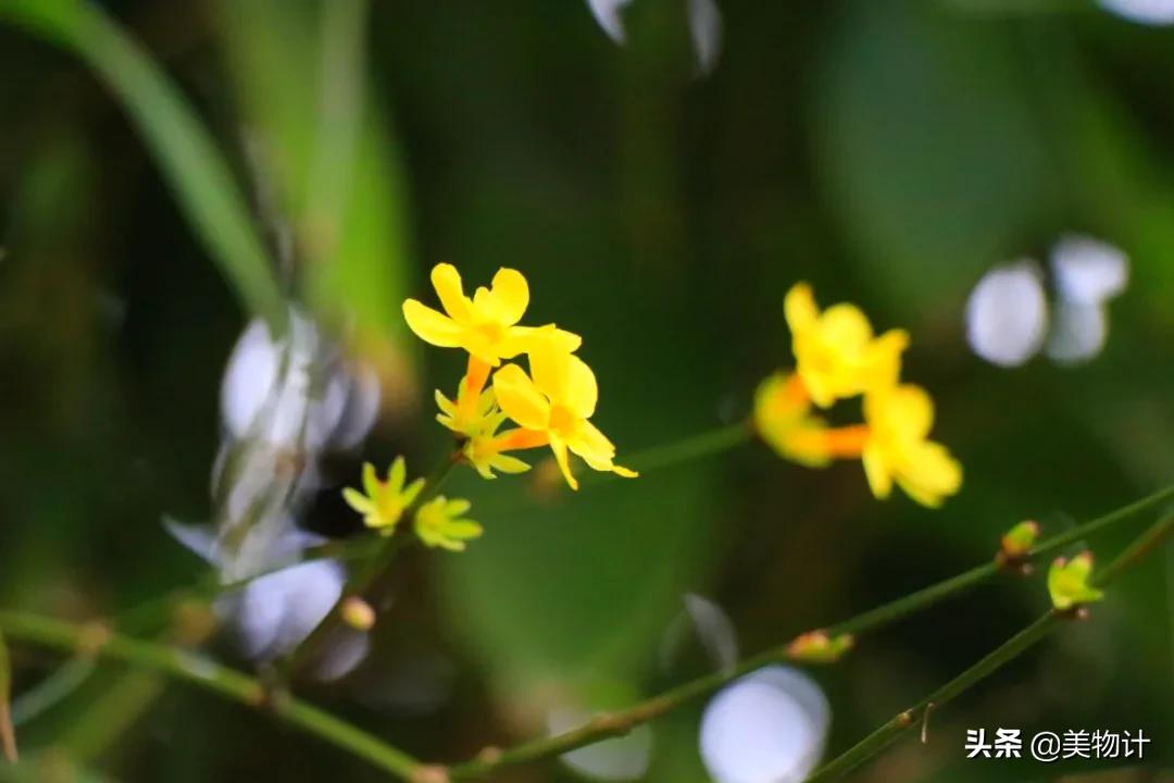 迎春花是不是在春天开放,春天真的要来了迎春花开了