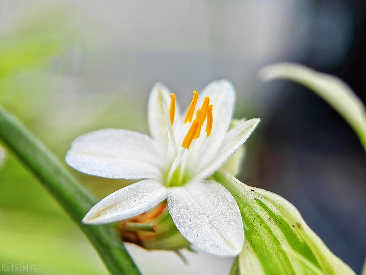 吊兰生虫子了怎么办,家里养吊兰招虫子吗