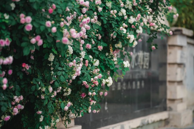 蔷薇花的古诗词,关于蔷薇花的古诗词大全