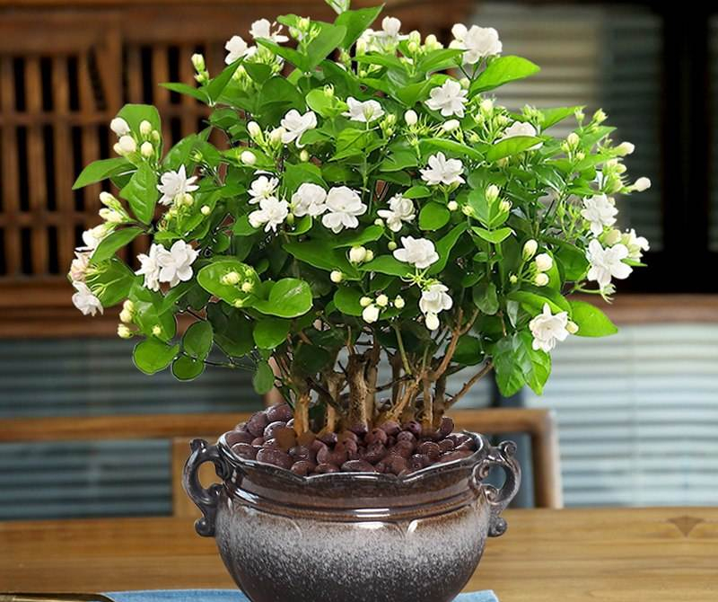 老中医喜欢十大食材,老中医五种食物养生100岁