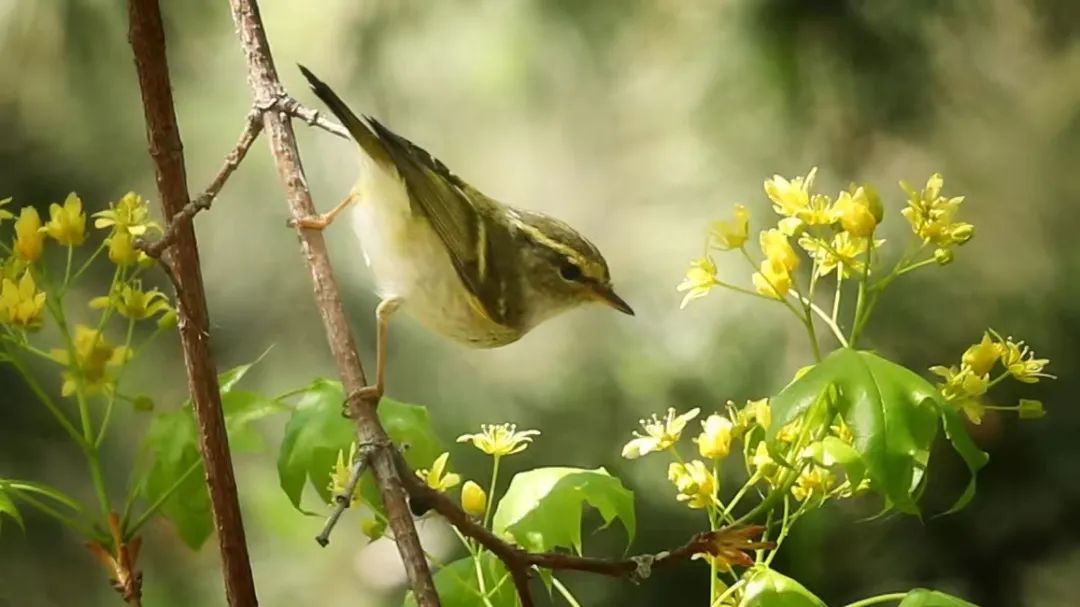 师大寻鸟记，这些小可爱，你都见过吗？