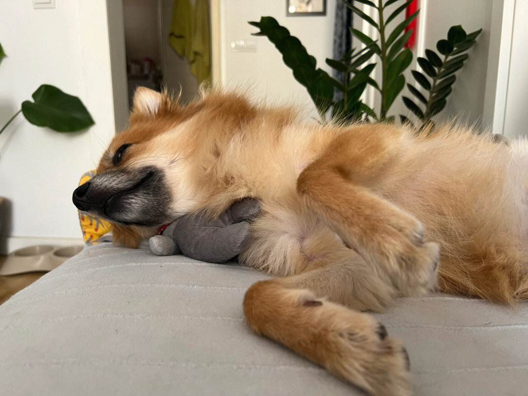 寿命短的8种狗狗有你正在养的吗,寿命短的狗狗特征