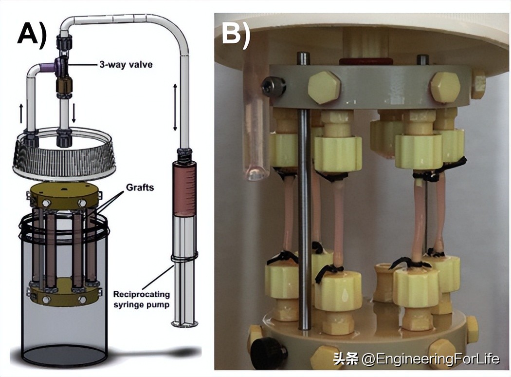 血管组织工程的生物制造方法及生物纺织品