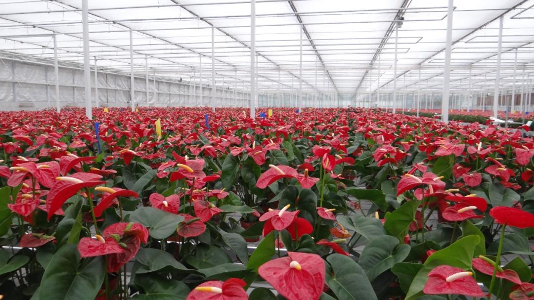 鄢陵模式,2023年鄢陵的发展