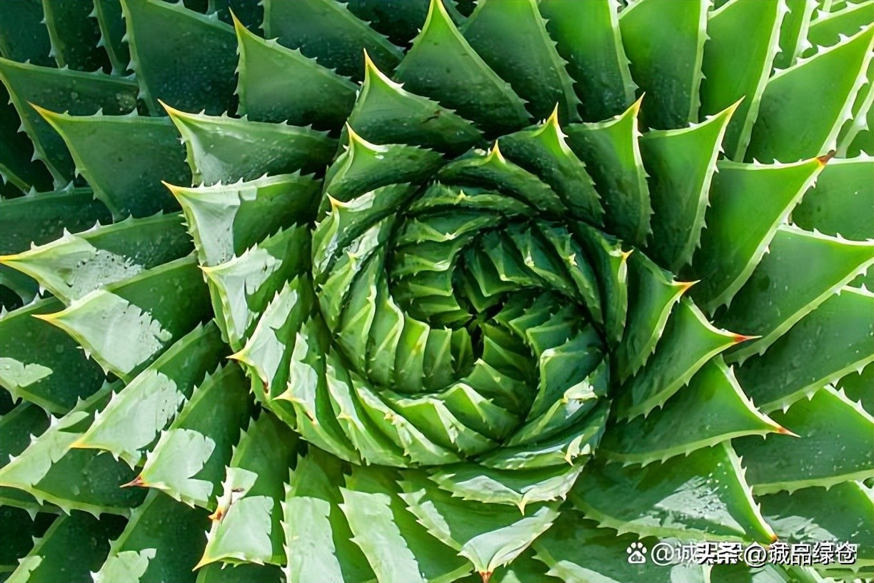 旋转女王芦荟小苗,旋转女王芦荟一年长多大