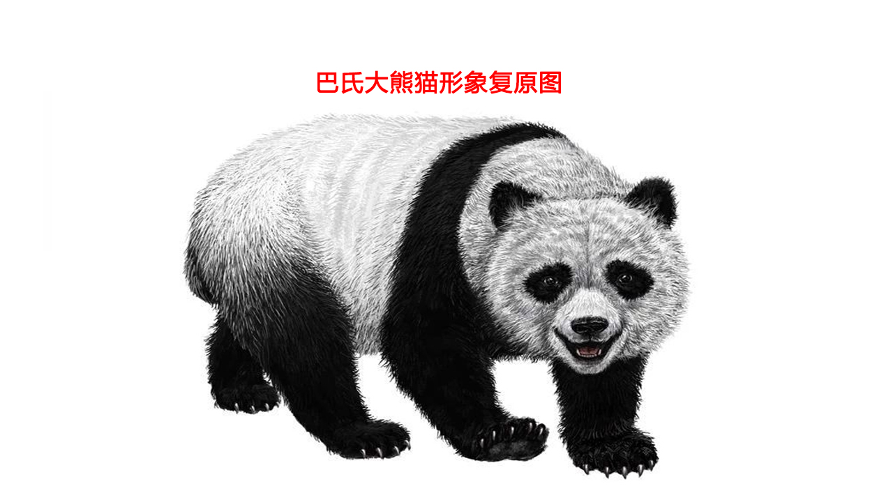 四川发现一大熊猫，在竹林转悠，还在一棵树边，表演“倒立撒尿”