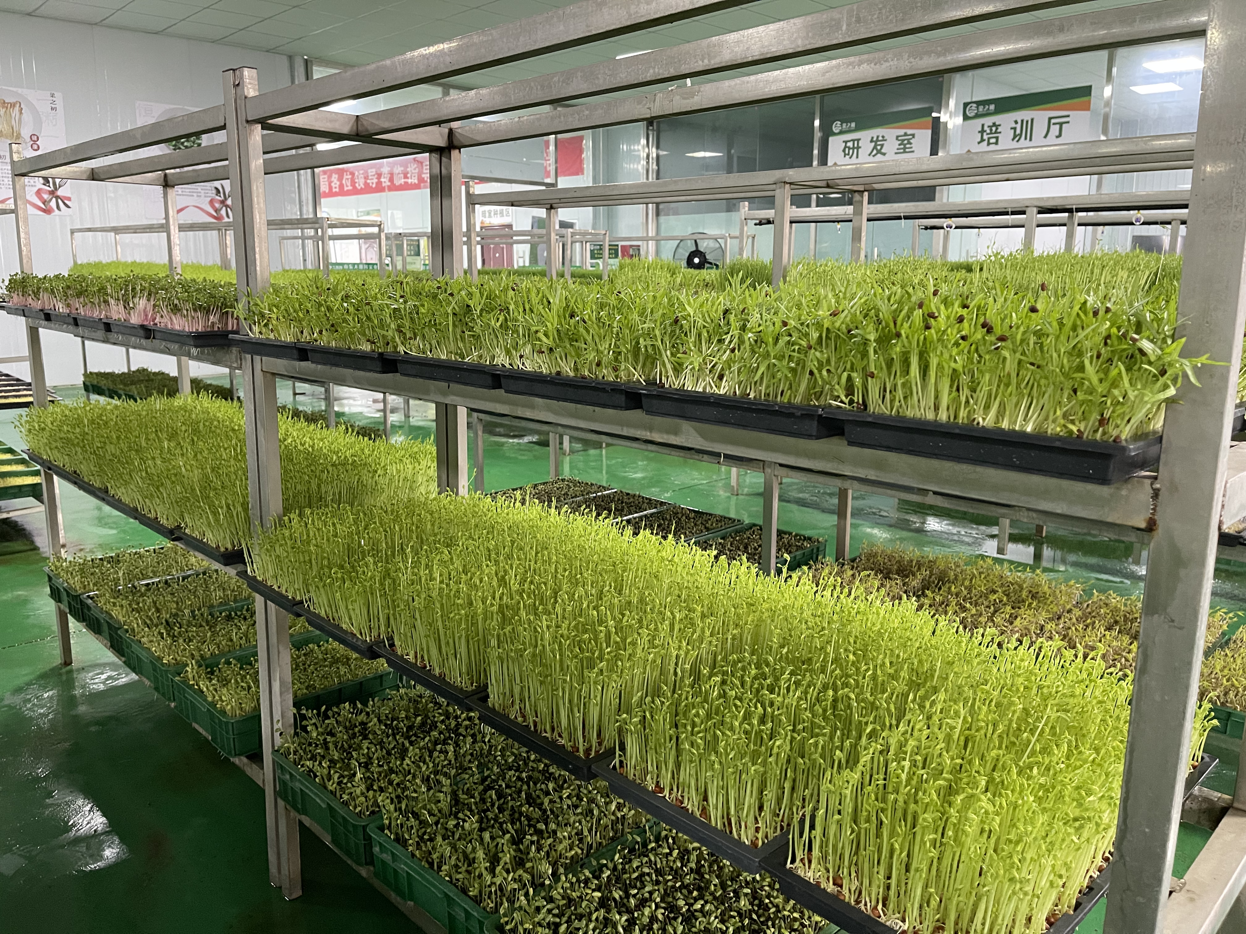 临沂芽苗菜栽培技术学习,山东潍坊芽苗菜技术哪家最强