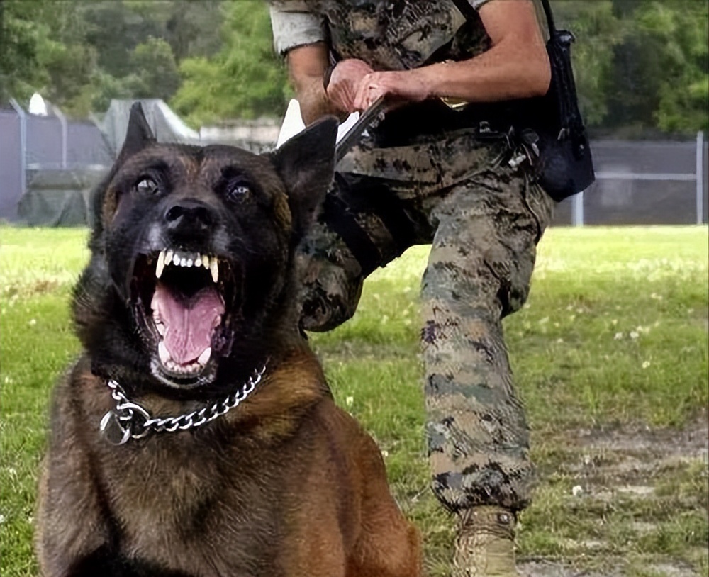 四百马犬与1000多马犬有什么区别,了解马犬要学会最基本的是什么