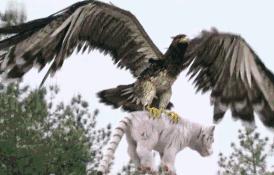 一个比一个廉价，辱智的五毛特效，但凡上点心都做不出这种东西