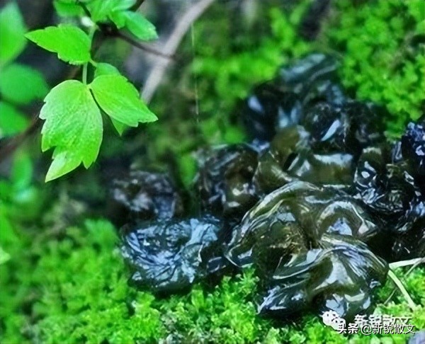 在甘肃皋兰，那个时代的野菜，某种意义上是奢侈品