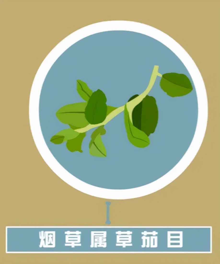 春季美食枸杞芽,每日养生推荐枸杞子