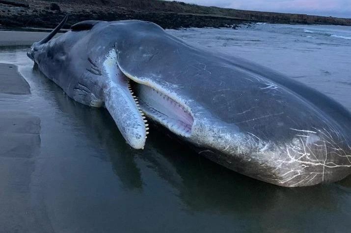 大王乌贼是不是抹香鲸的食物,抹香鲸是如何找到大王乌贼的