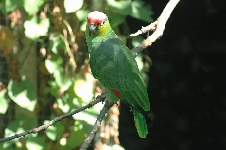 红额鹦鹉讲话,蓝色经典鹦鹉品种图片欣赏