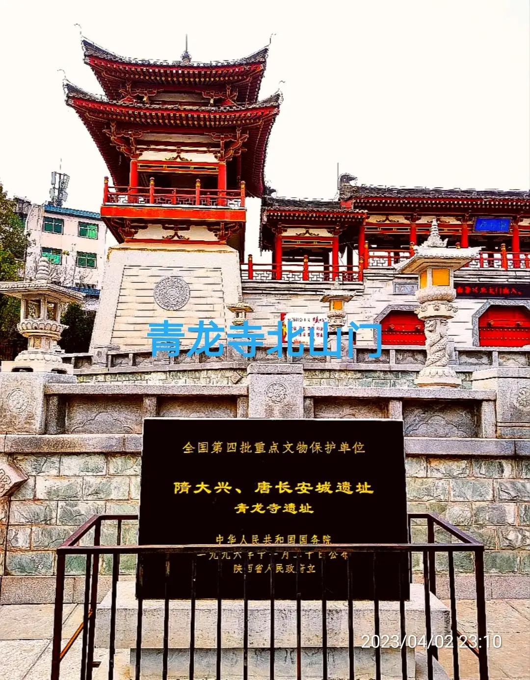 樱花枝头花争艳,西安青龙寺牡丹樱花娇艳盛开