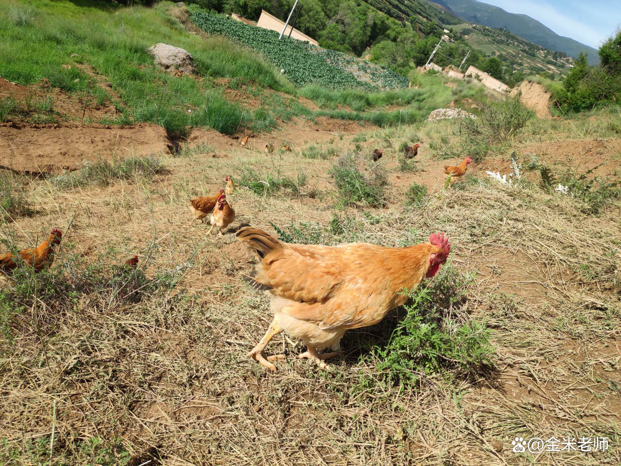 在集市买东西买到假货,农村大集上有三样东西不能买